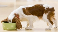 Kako odabrati psa udobne zdjele